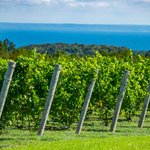 Leelanau Peninsula Wine Trail