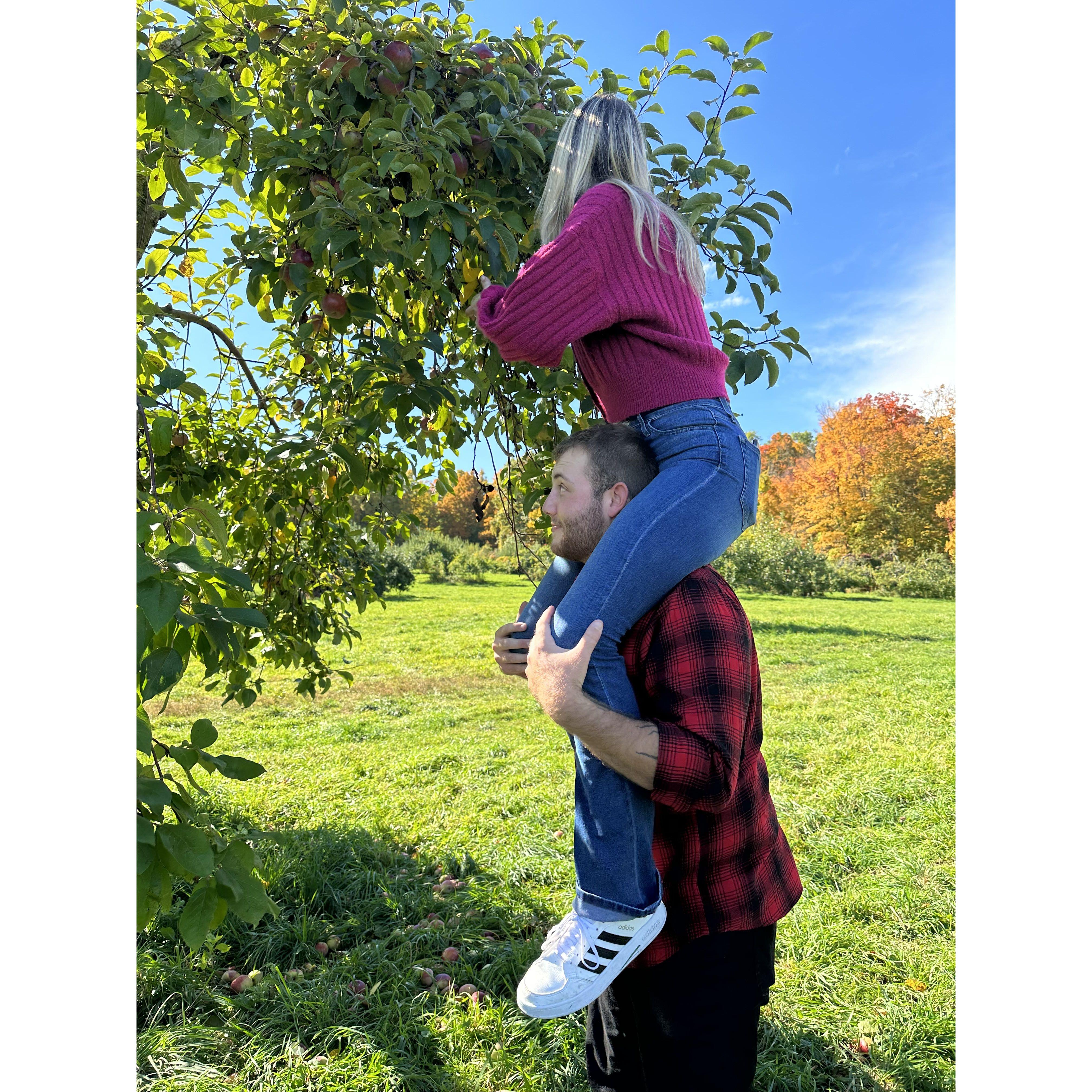 Apple Picking, 2022