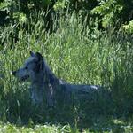 Wolf Hollow - North American Wolf Foundation