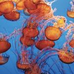 Monterey Bay Aquarium