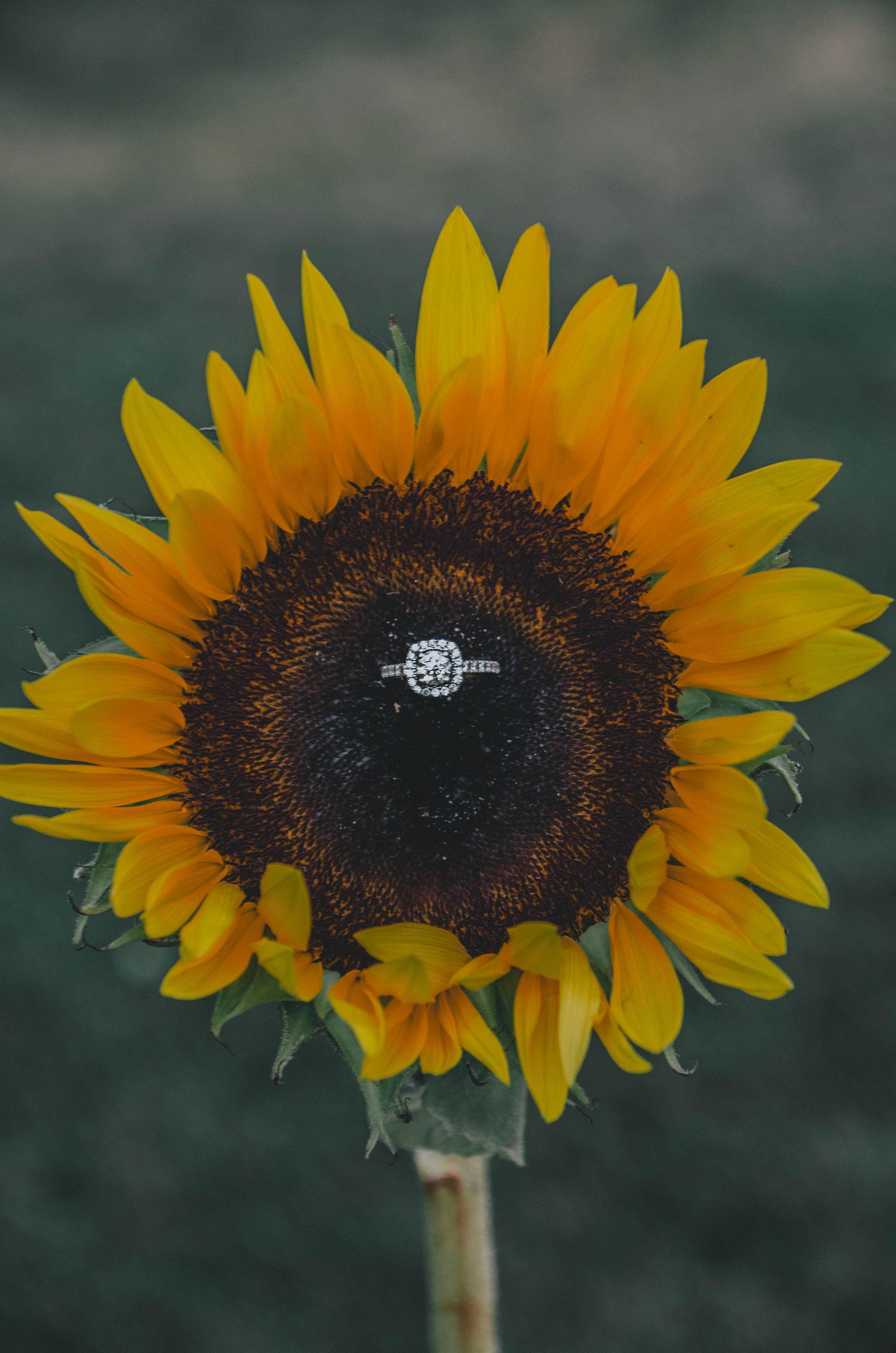 The Wedding Website of Kailey Donarski and Ian Friswold