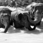 Chiang Mai Elephant Sanctuary