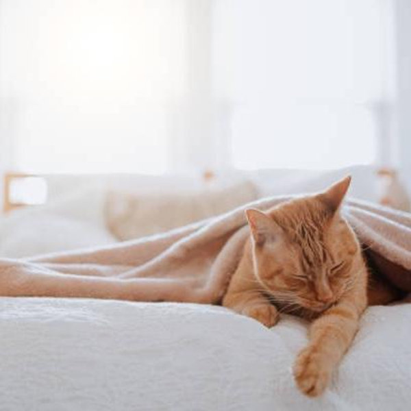 New Mattress Fund