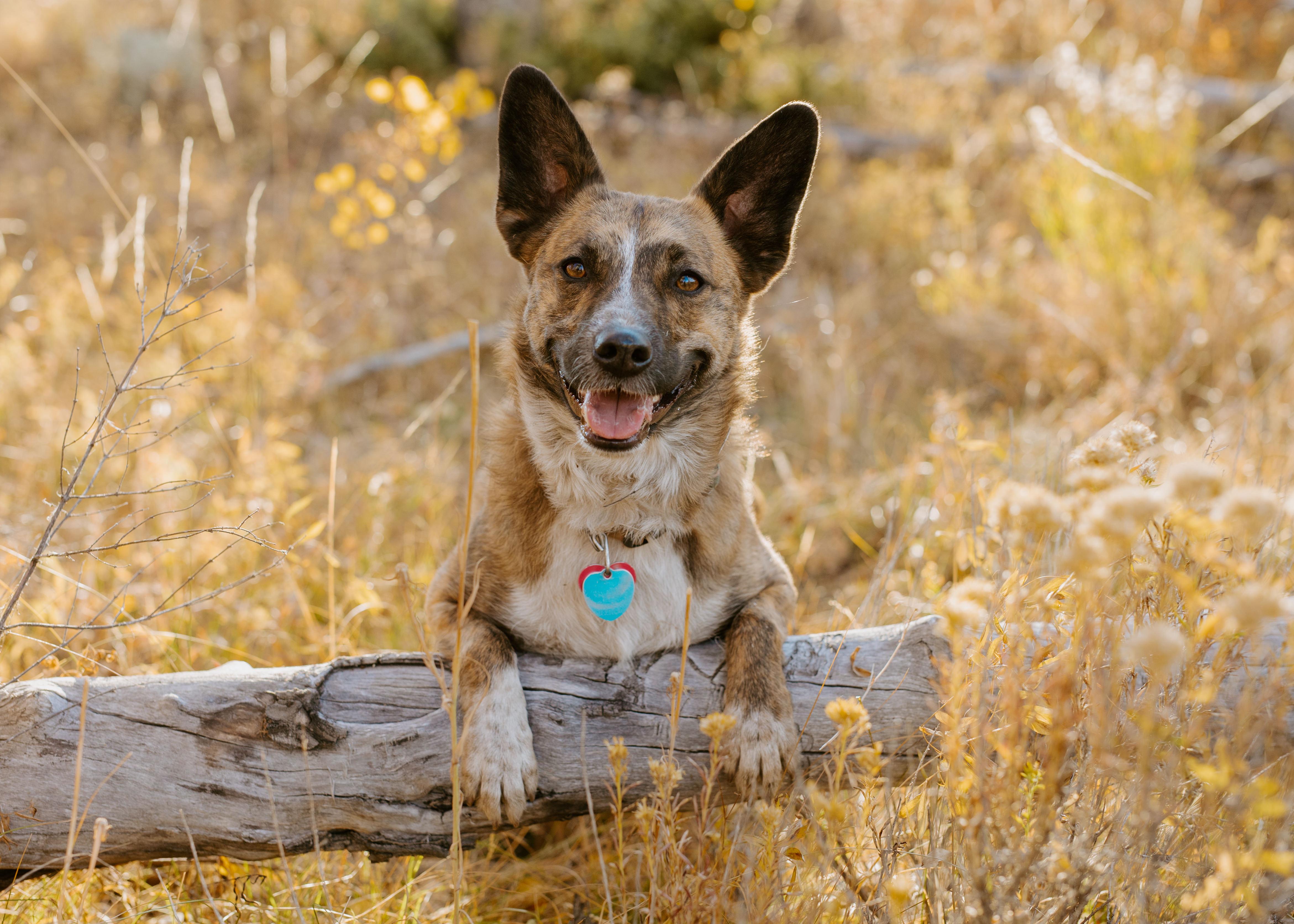 b215a597-bf0d-4de7-a4e6-55c6da517c3f