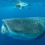 Whale Shark Tours Mexico