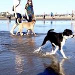 Coronado Dog Beach