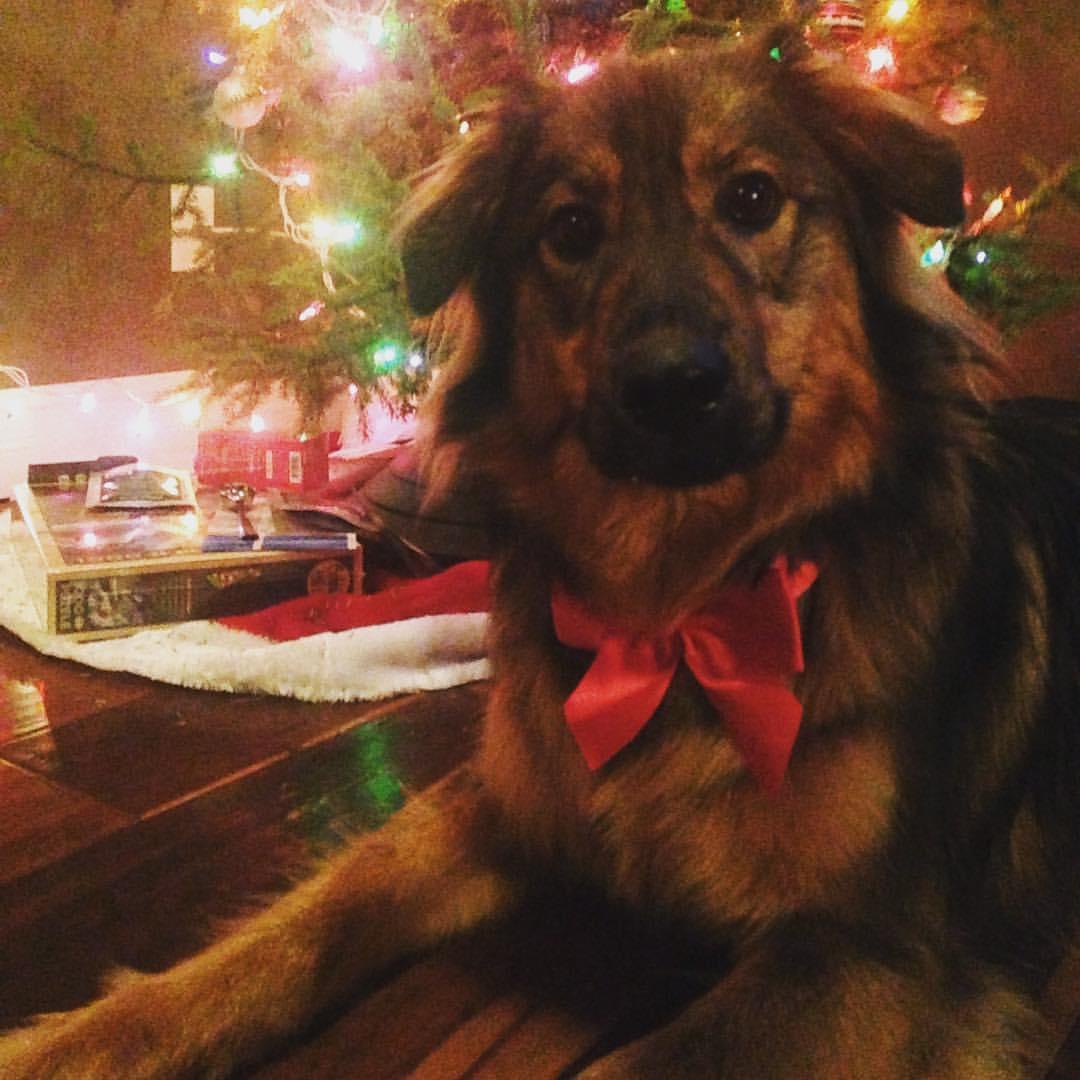 Ruger - Fort St. John, BC - December 2017