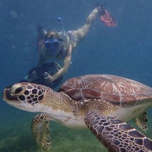 Honeymoon Activity: Turtle Beach Power Snorkeling Adventure