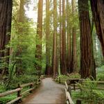 Muir Woods National Monument