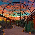 Desert Botanical Garden