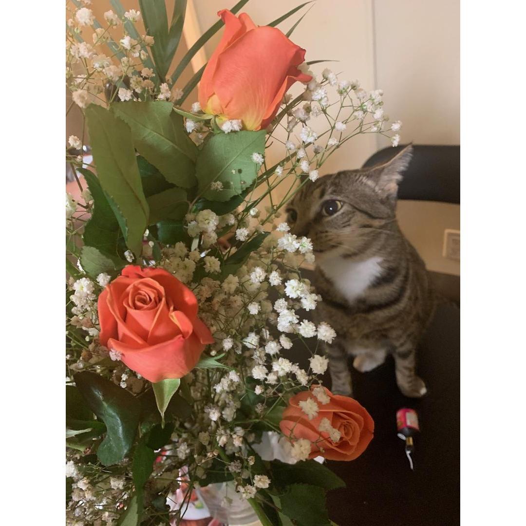 Our cat Harmony!