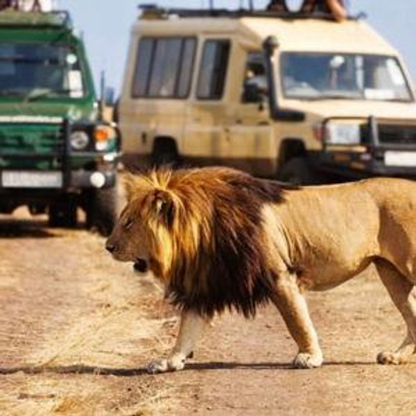 Tarangire Game Drive