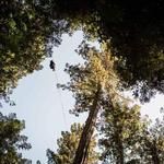 Sonoma Zipline Adventures