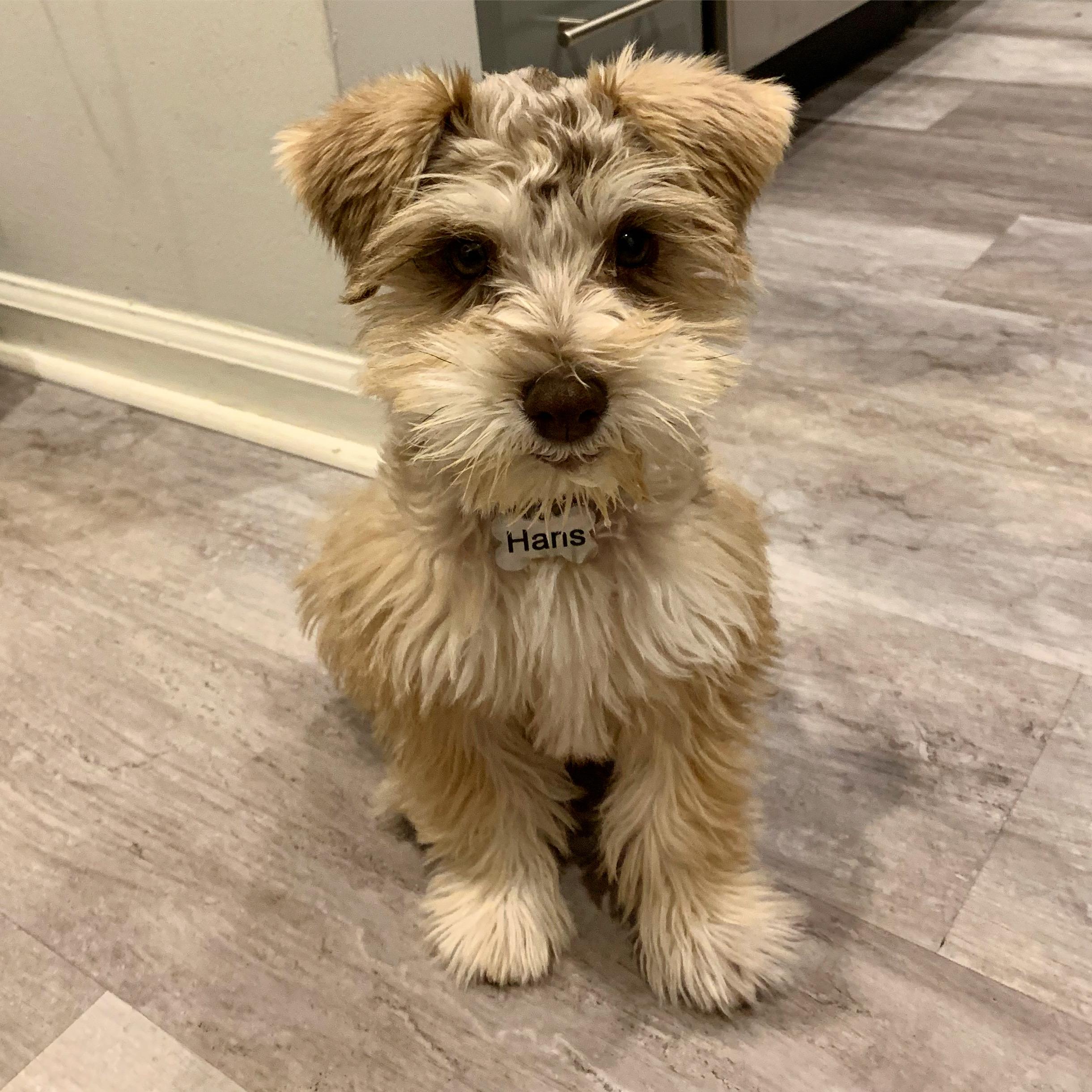 Enjoy this photo of Prince Hans while I collect photos for this page.