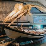 Whaling Museum