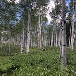 Kebler Pass
