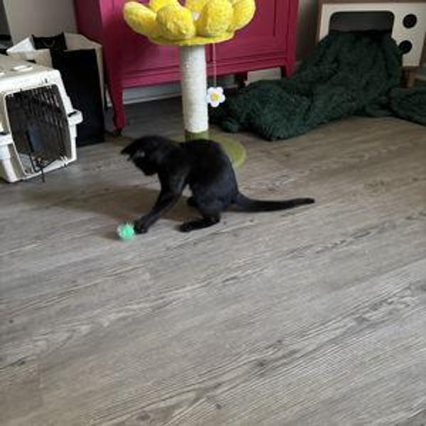 Kitty Daycare for Baby Ninja