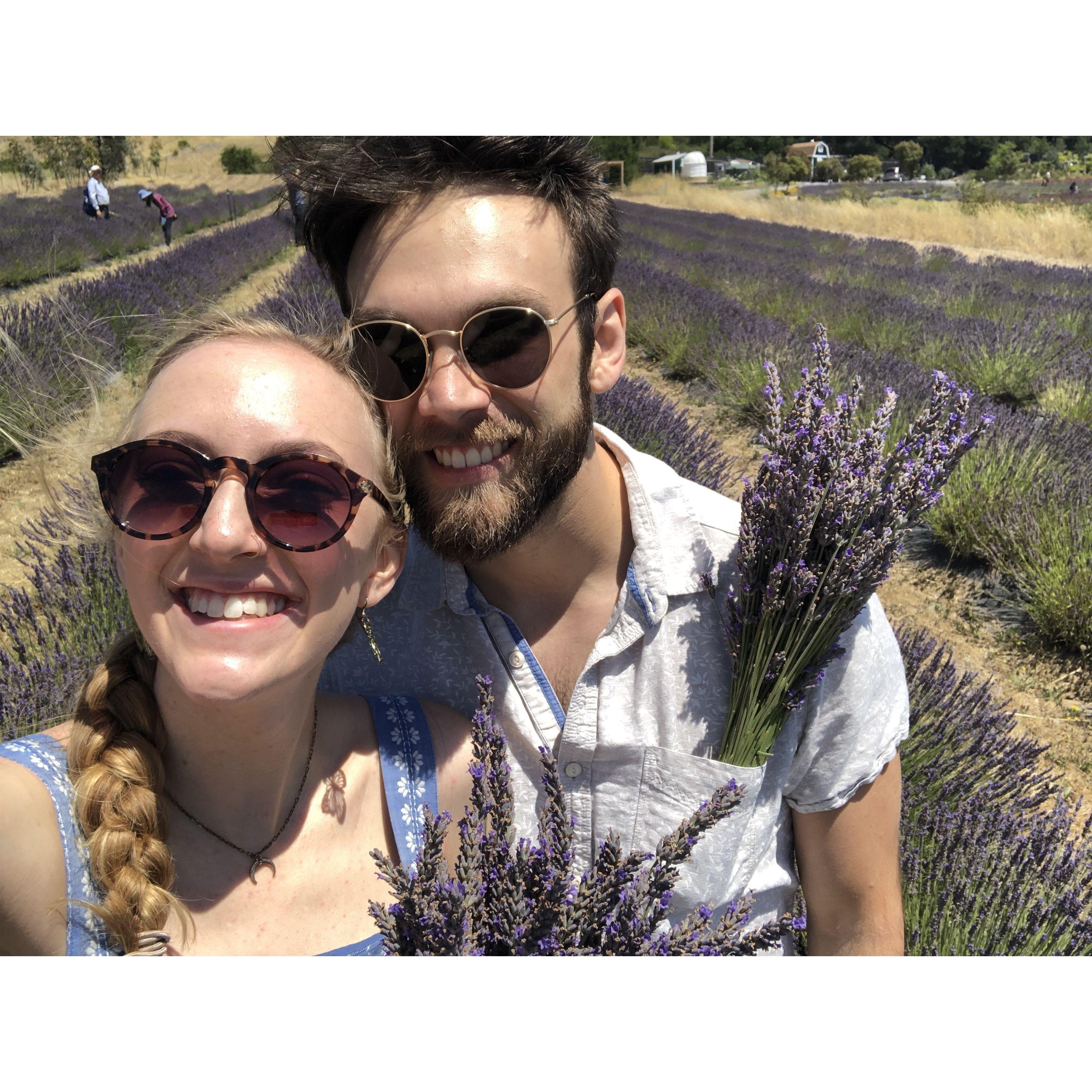 Our yearly lavender picking