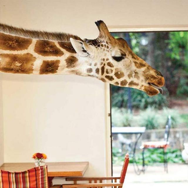 Breakfast with Giraffes at Giraffe Manor
