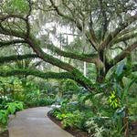 Harry P Leu Gardens