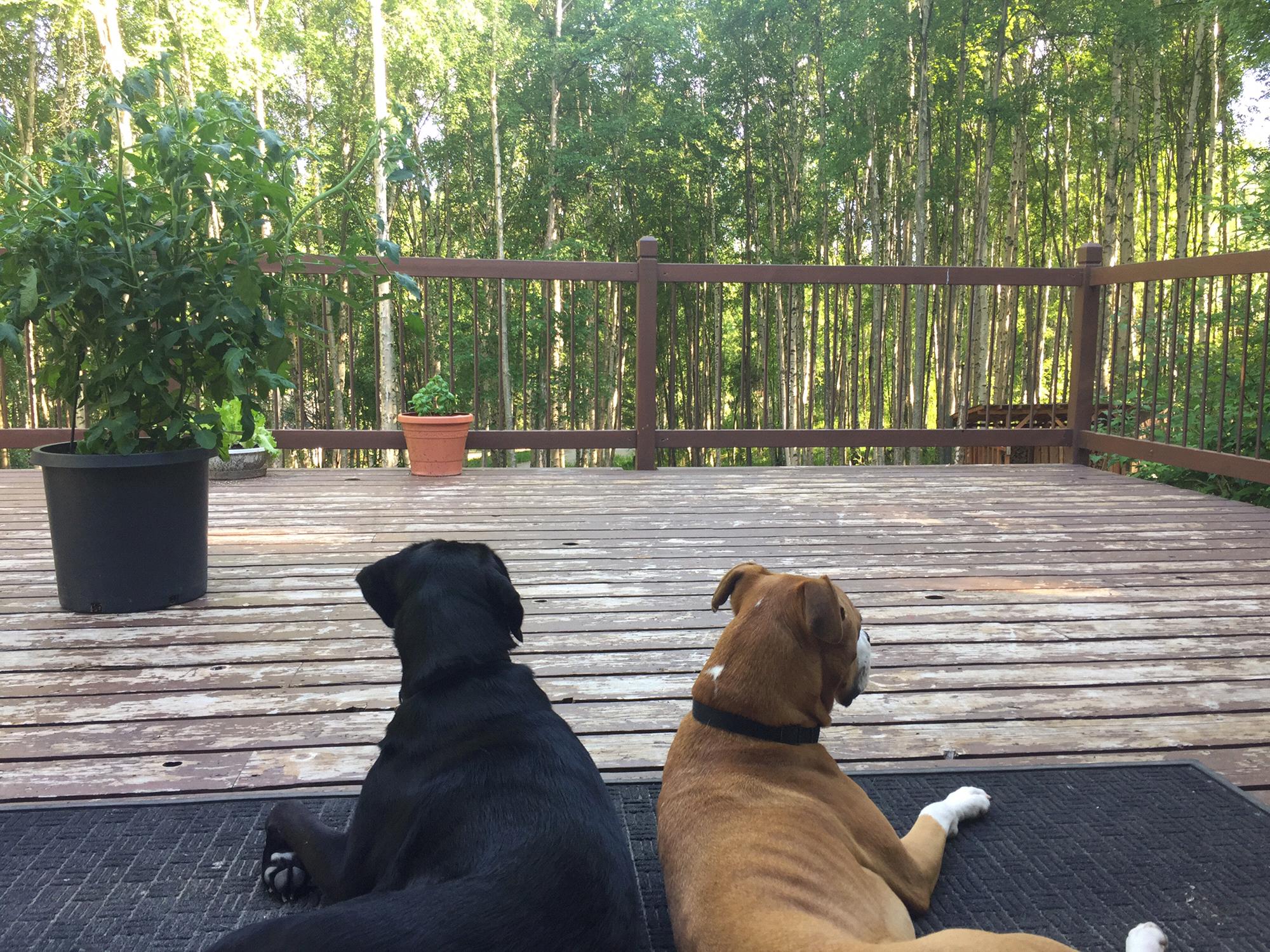 2017 the boys at the new house