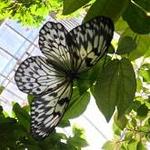 The Key West Butterfly and Nature Conservatory