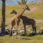 The Living Desert Zoo and Gardens