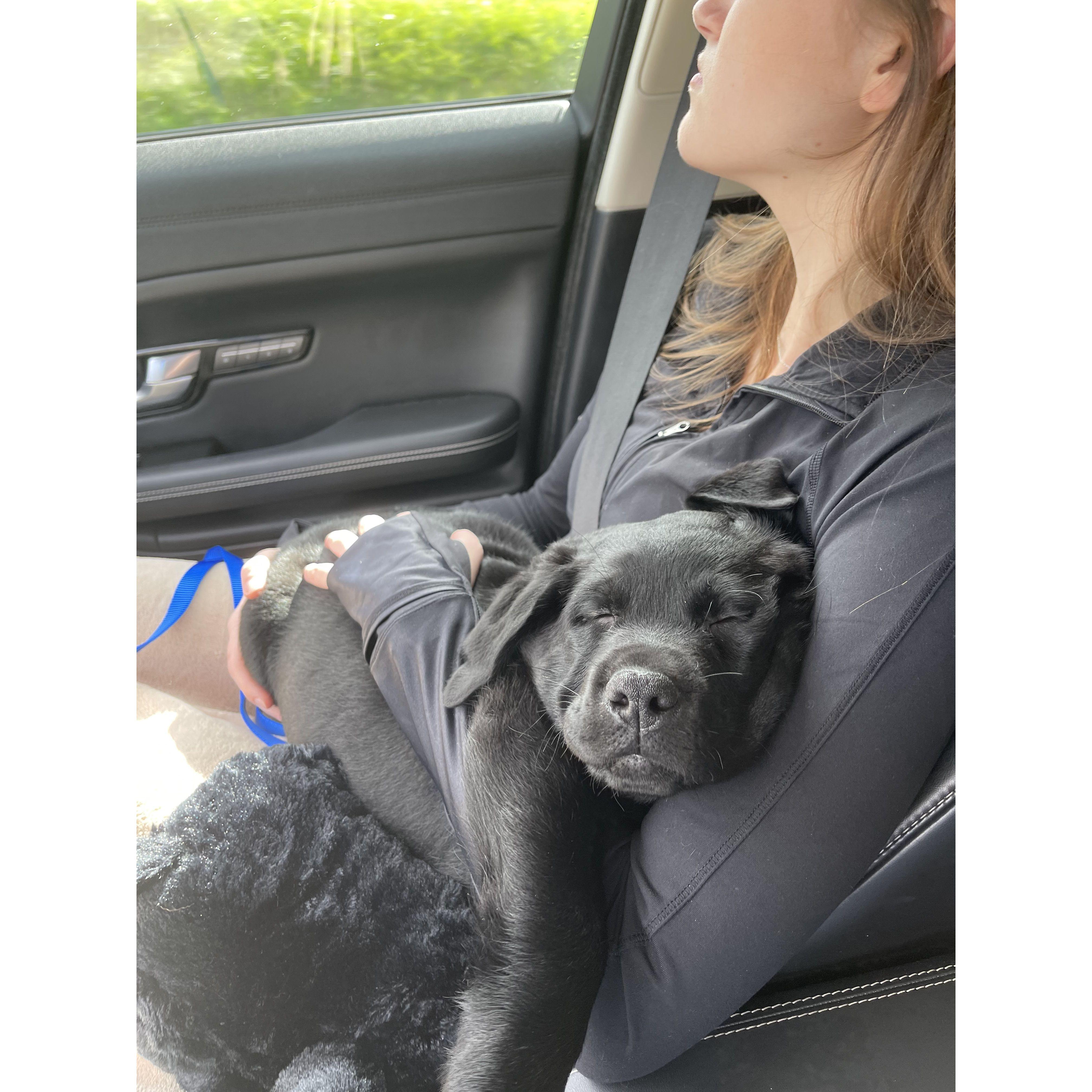 Sully's first day home - October 2021