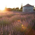 Pageo Lavender Farm