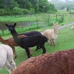 Pure Catskills - Local Farm Directory