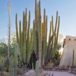Desert Botanical Garden