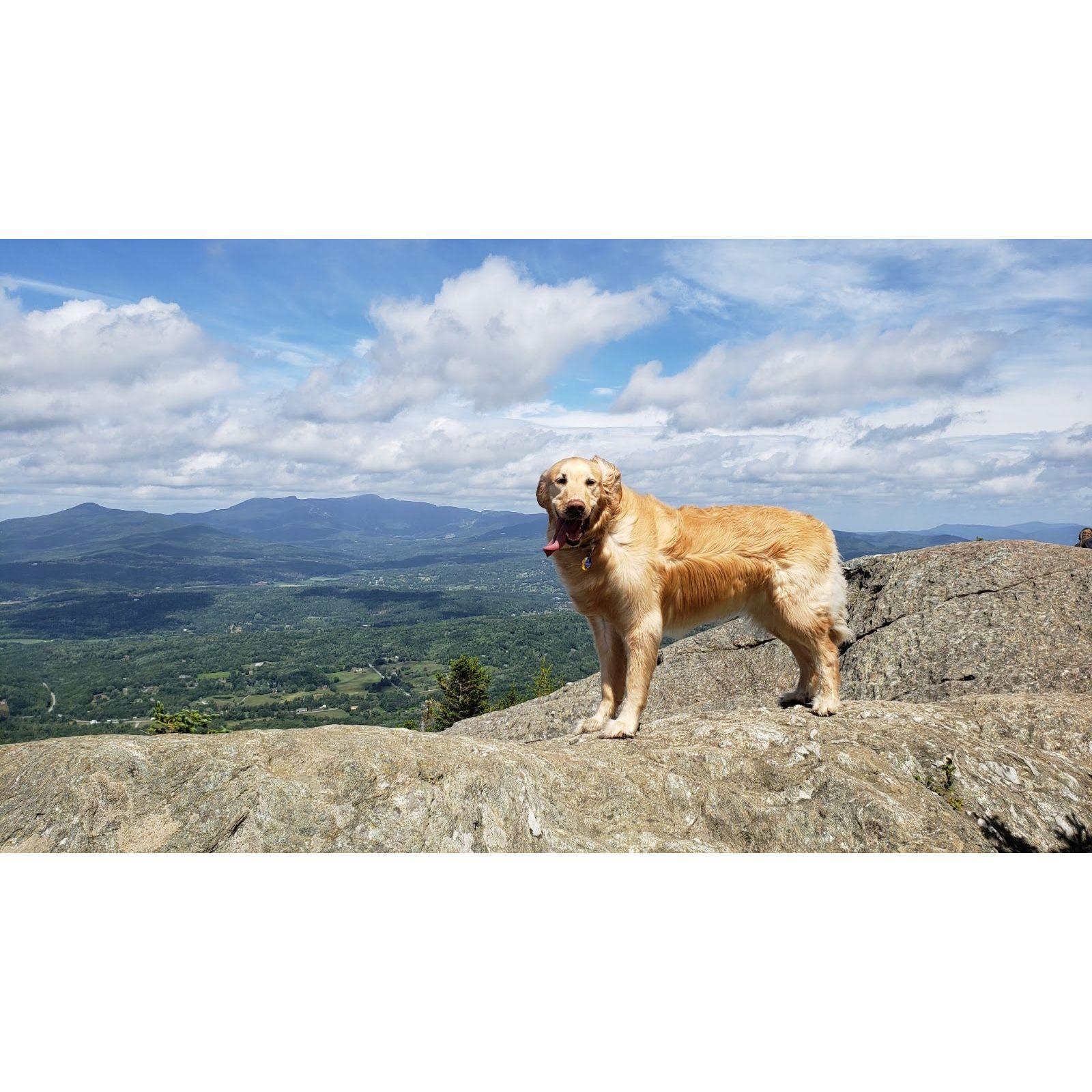 Soph again, she was an adventure pup. LOVED smelling the nature