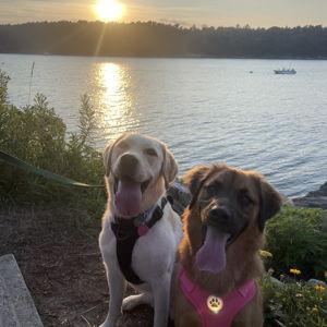 Lucy- treats, grooming, fun trips, new friend