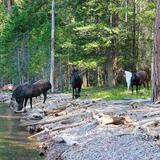 Wild Horse Island