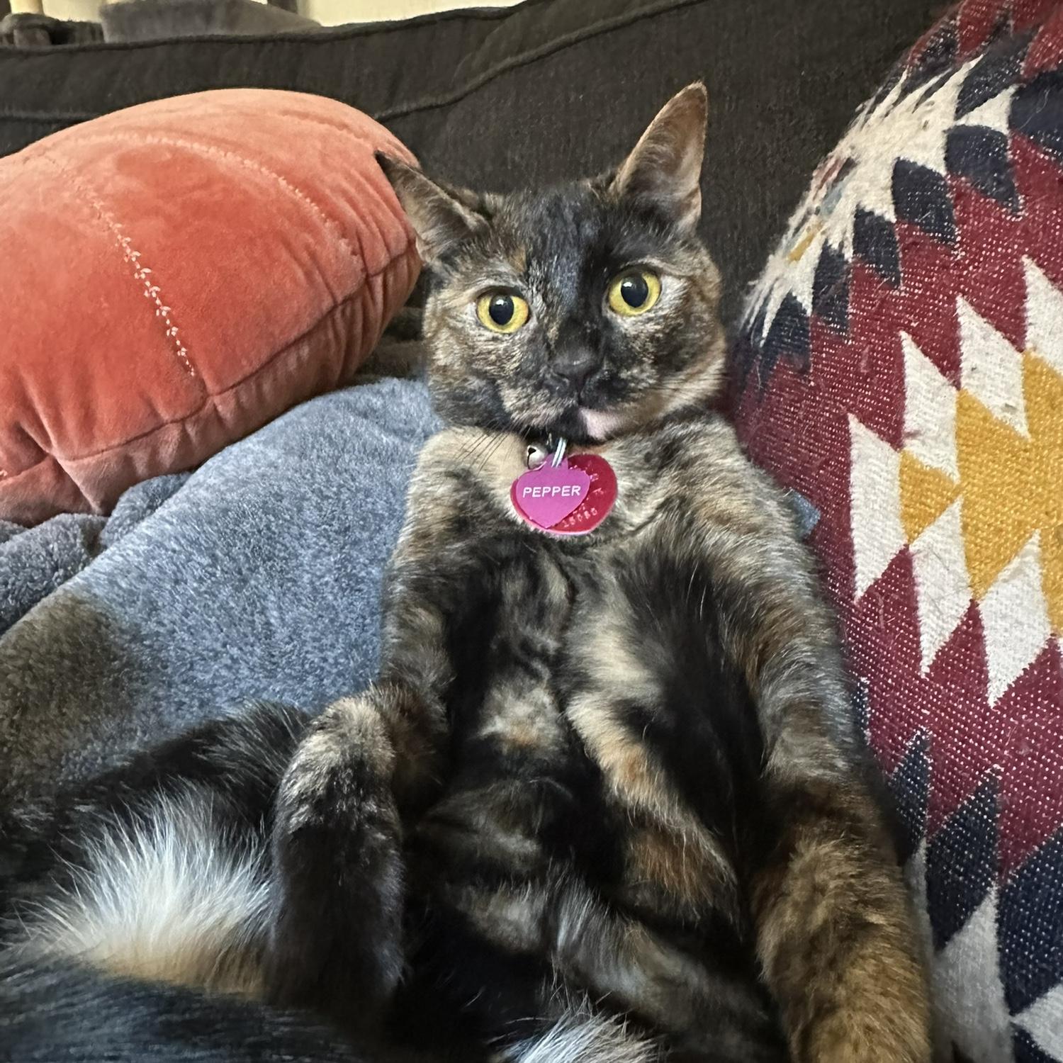 Day to day shenanigans from Pepper