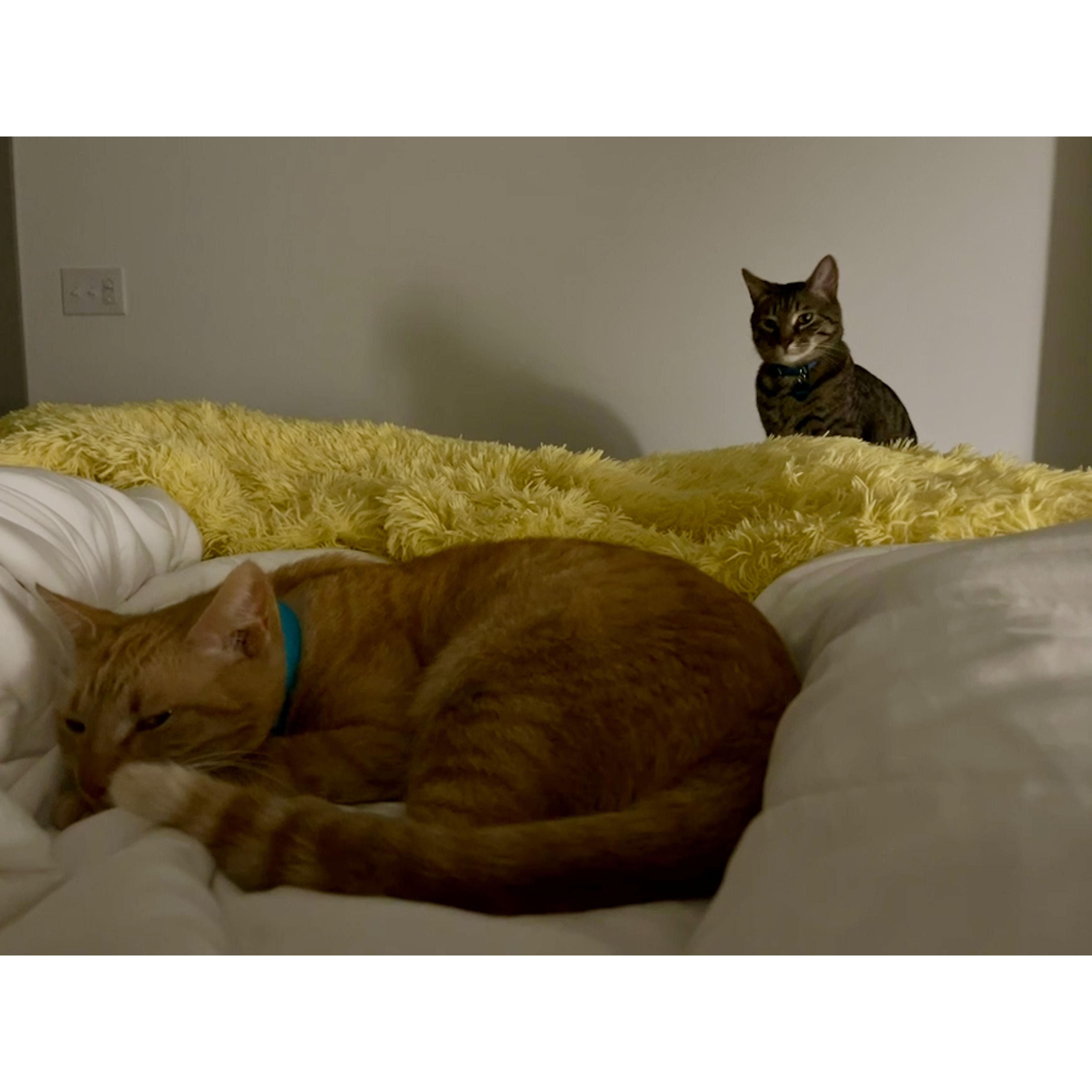 March 2022 - We adopted Gertrude and Winston was *not* a fan