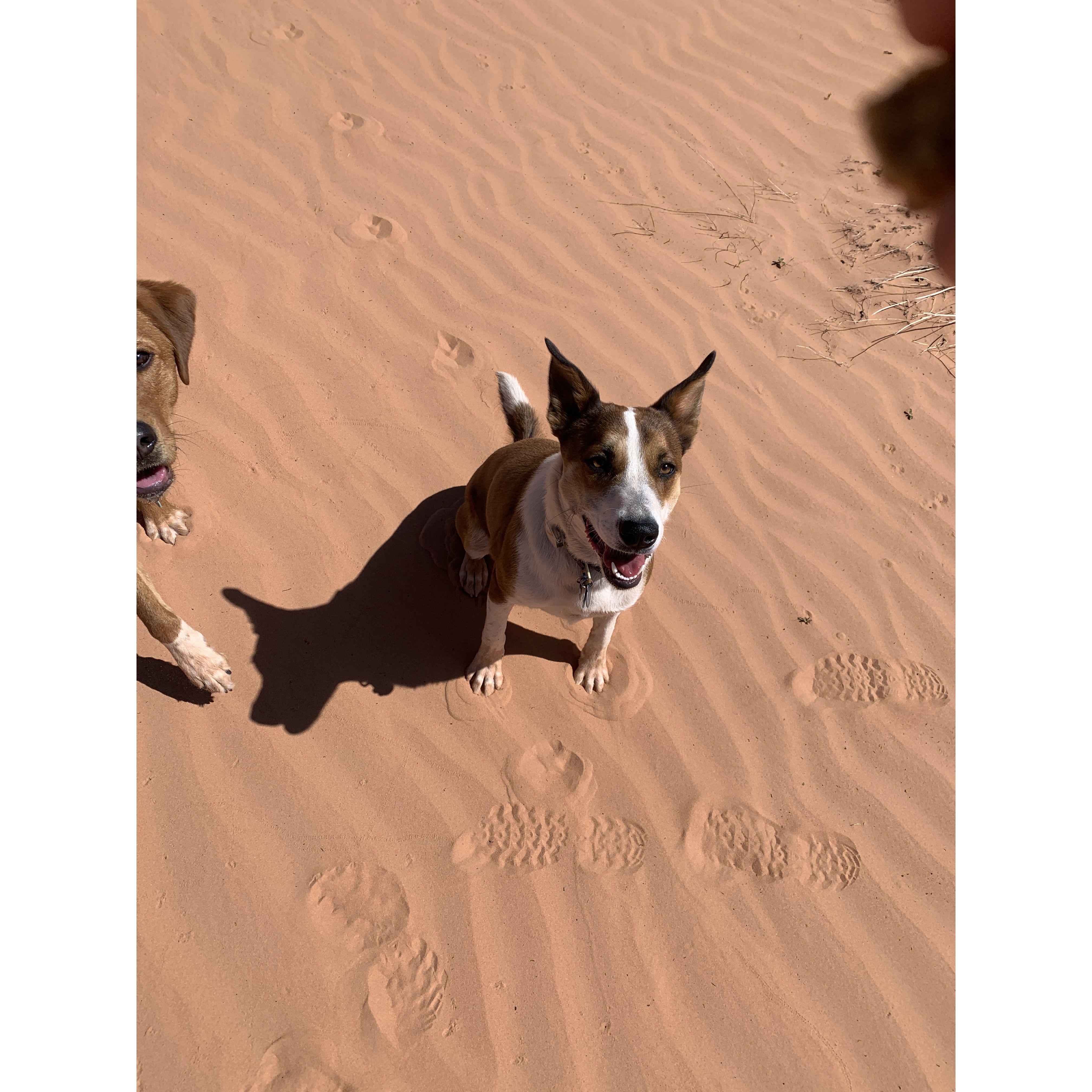 The best doggy in the world