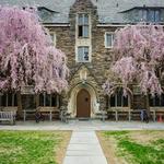 🌿Princeton University