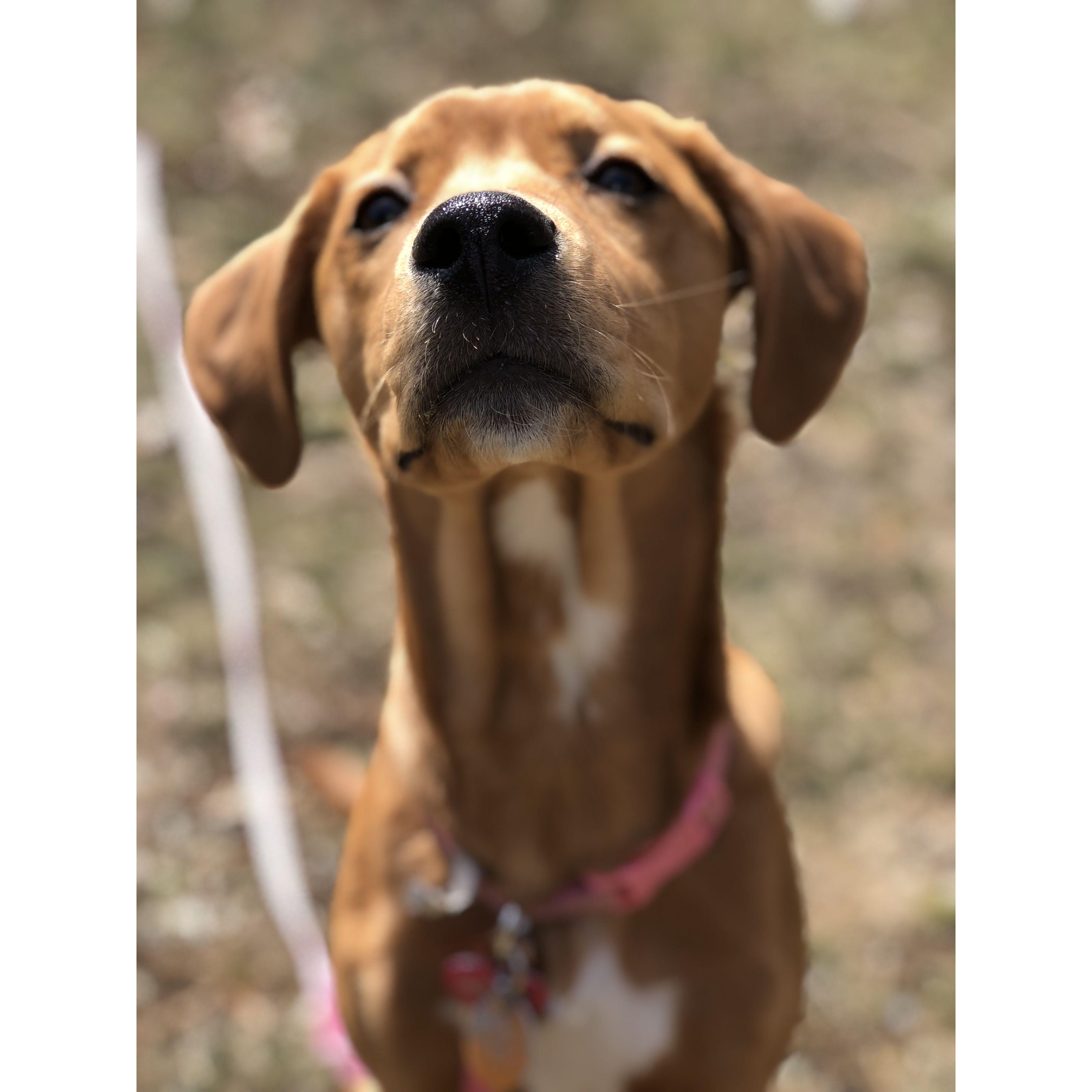 Our beautiful daughter, Dixie Doodle Girl.
