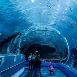 Largest Aquarium in USA