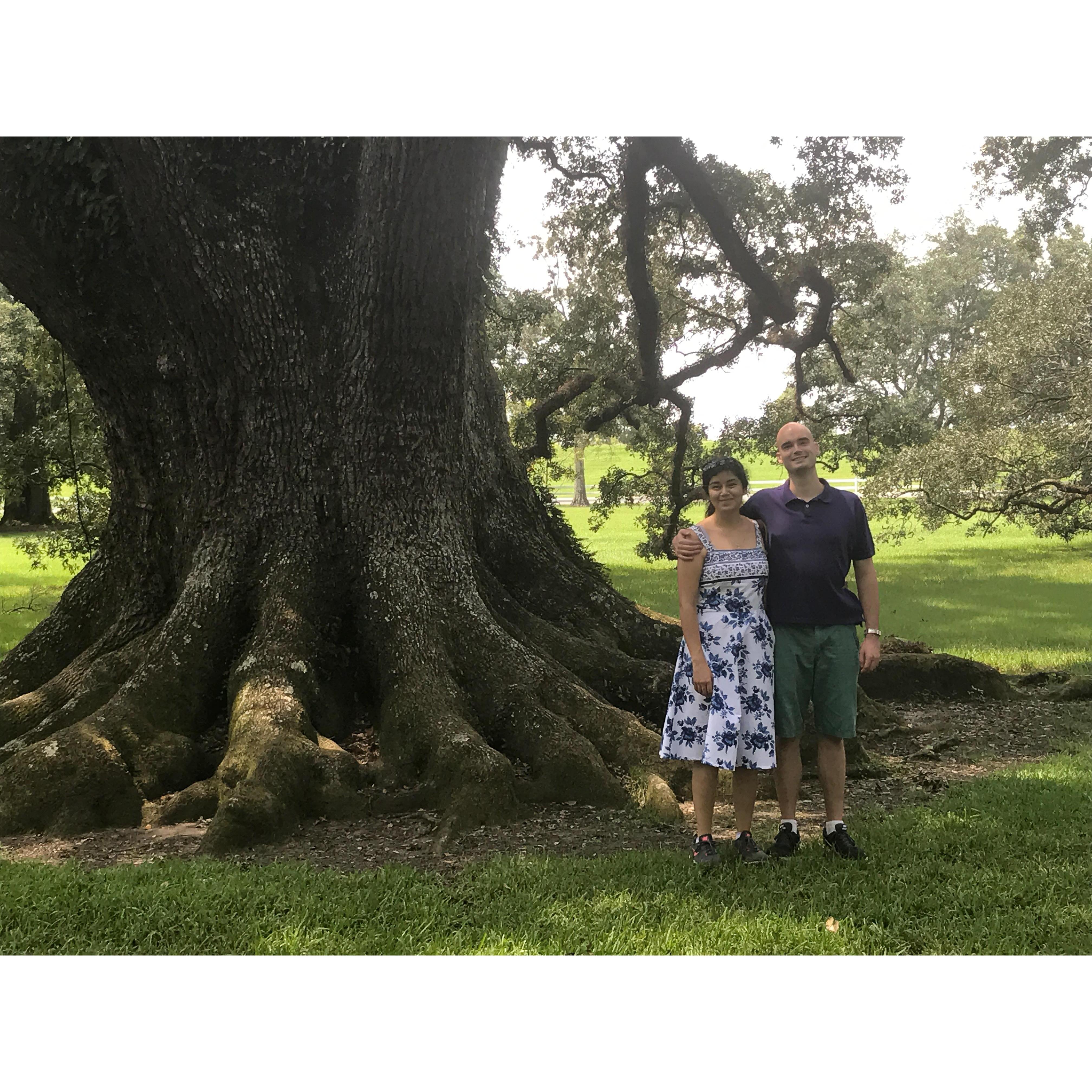 A wonderful visit to Oak Alley Plantation in New Orleans.  Big Trees, Mint Juleps, and Sugarcane.
