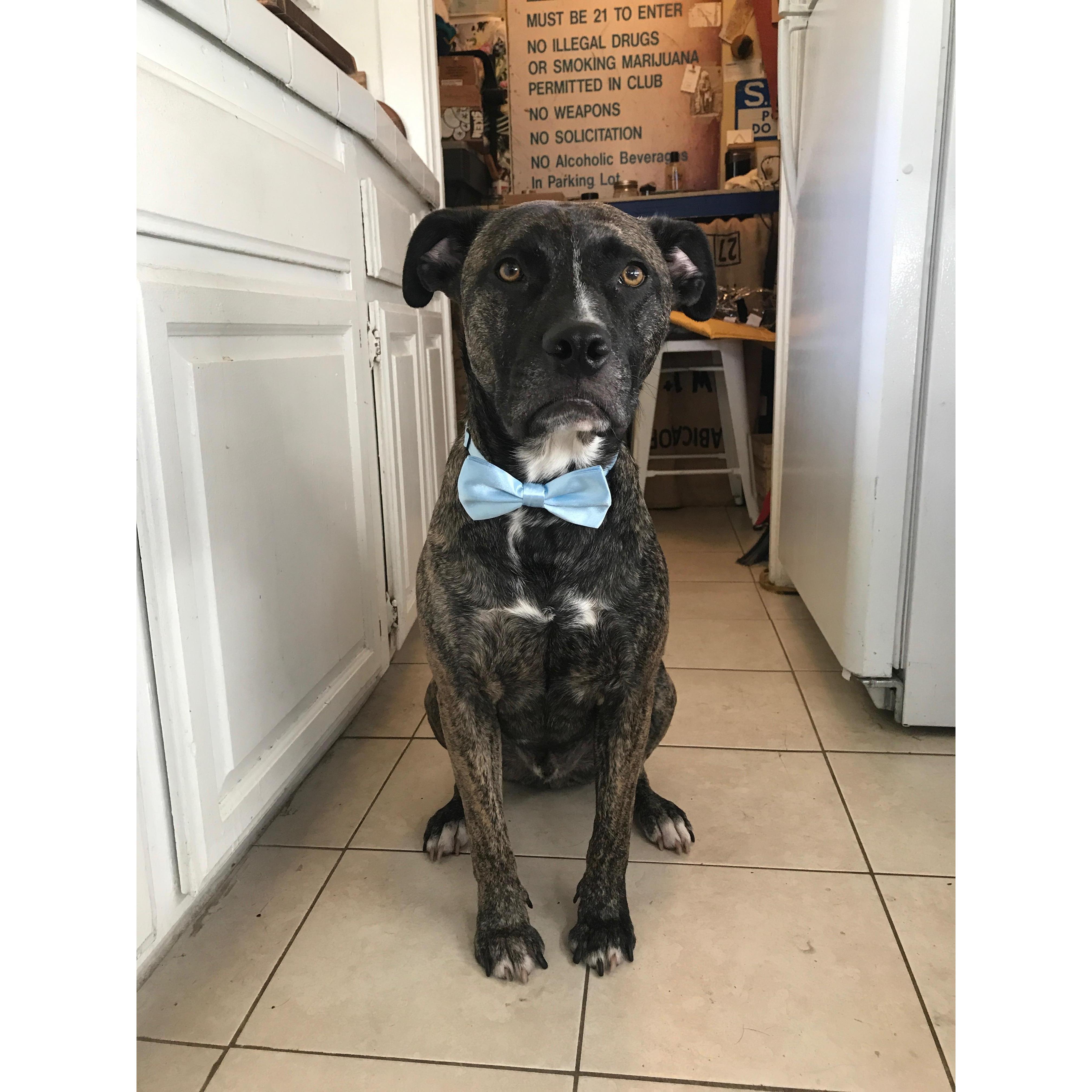 Carl all dressed up for Diego’s surprise proposal!