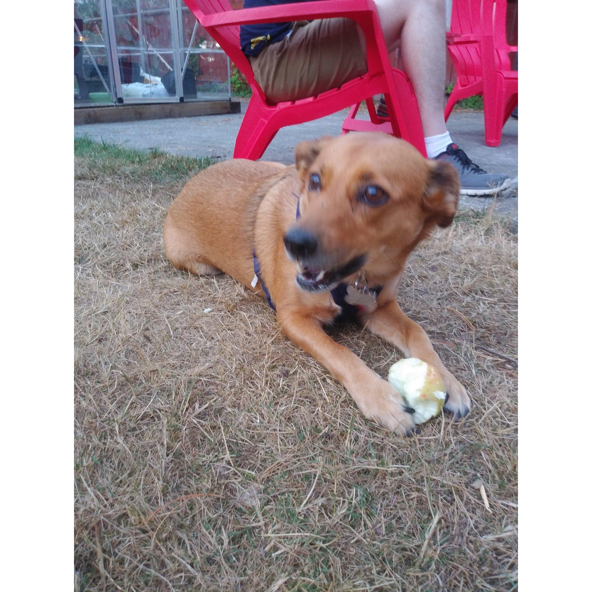 Louise eating an apple in Janna and Daniel's backyard.