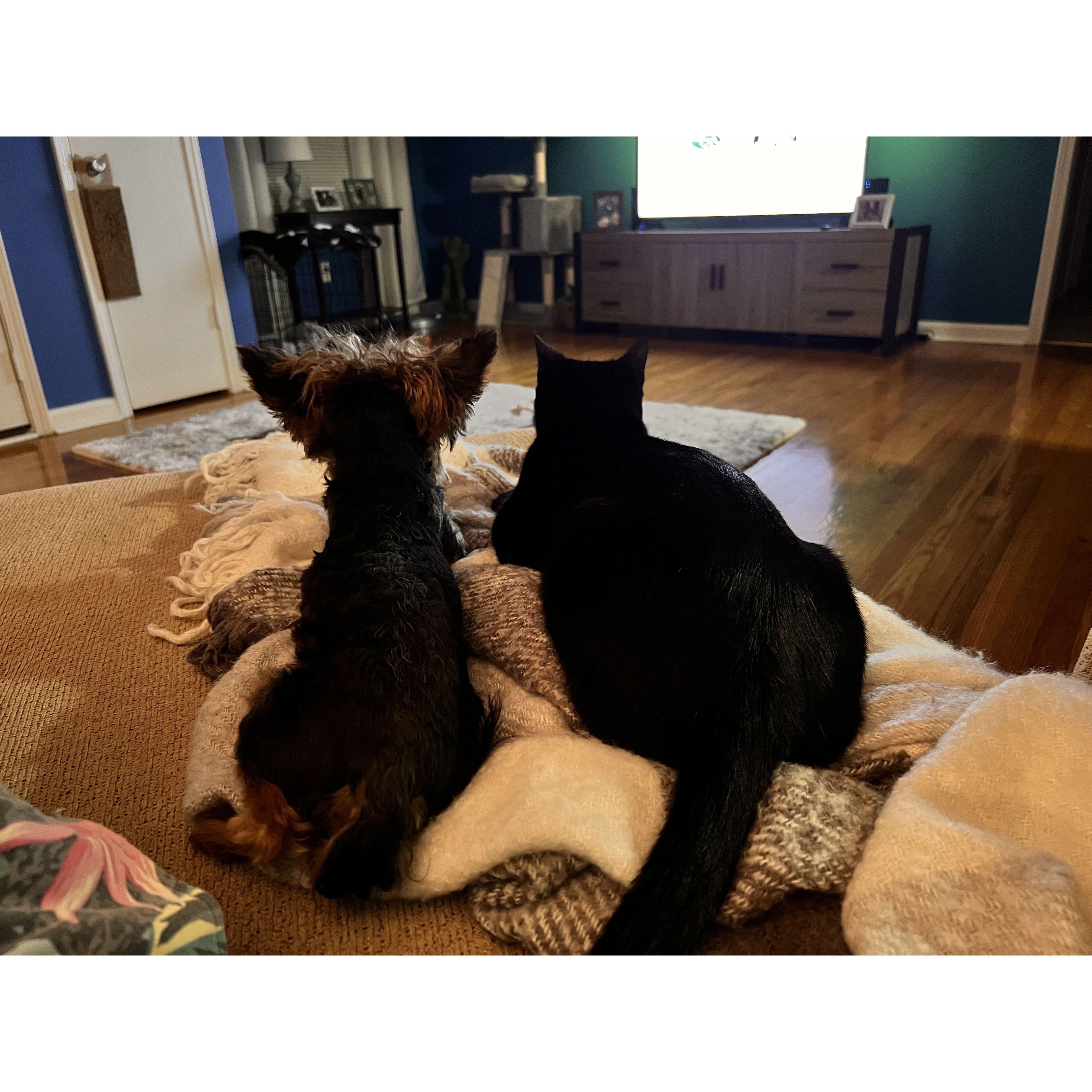 Our "fur kids" Louie B and Myers