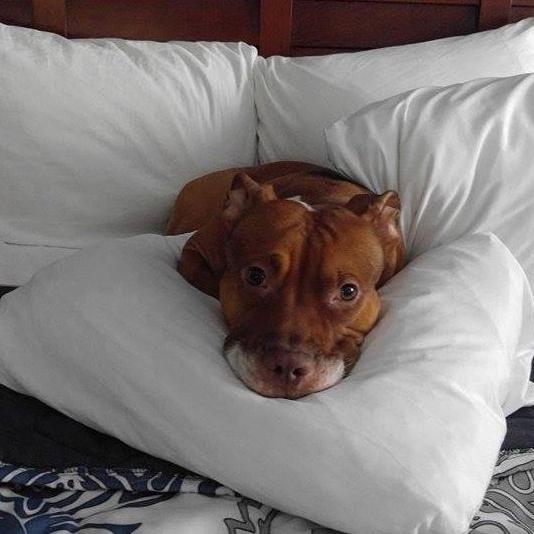 My little boy, Behemoth, after we finished our road trip from Las Vegas, NV to Groton, CT. A well deserved rest!