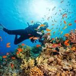 Scuba Diving and Snorkeling