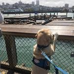 Fishermans Wharf