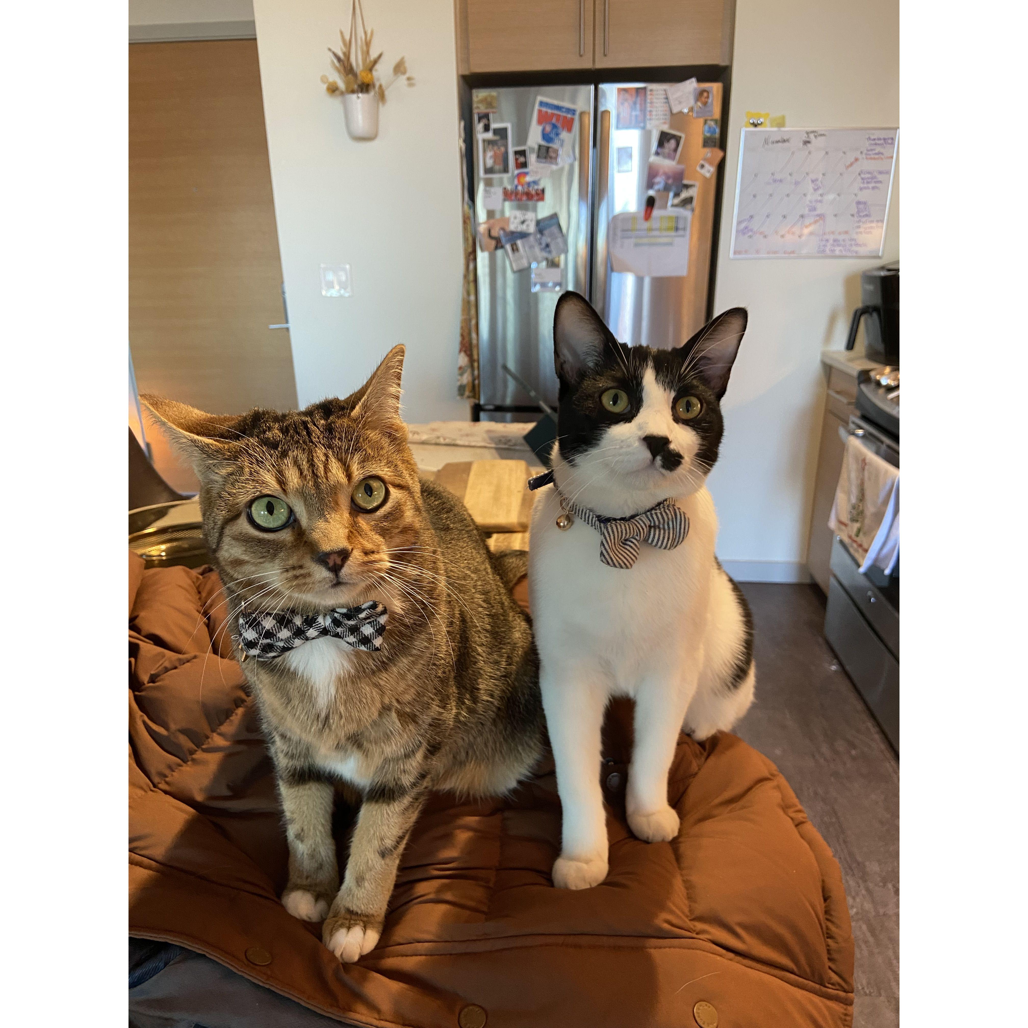 Teddy & Zuni dressed for Thanksgiving. Denver, Colorado