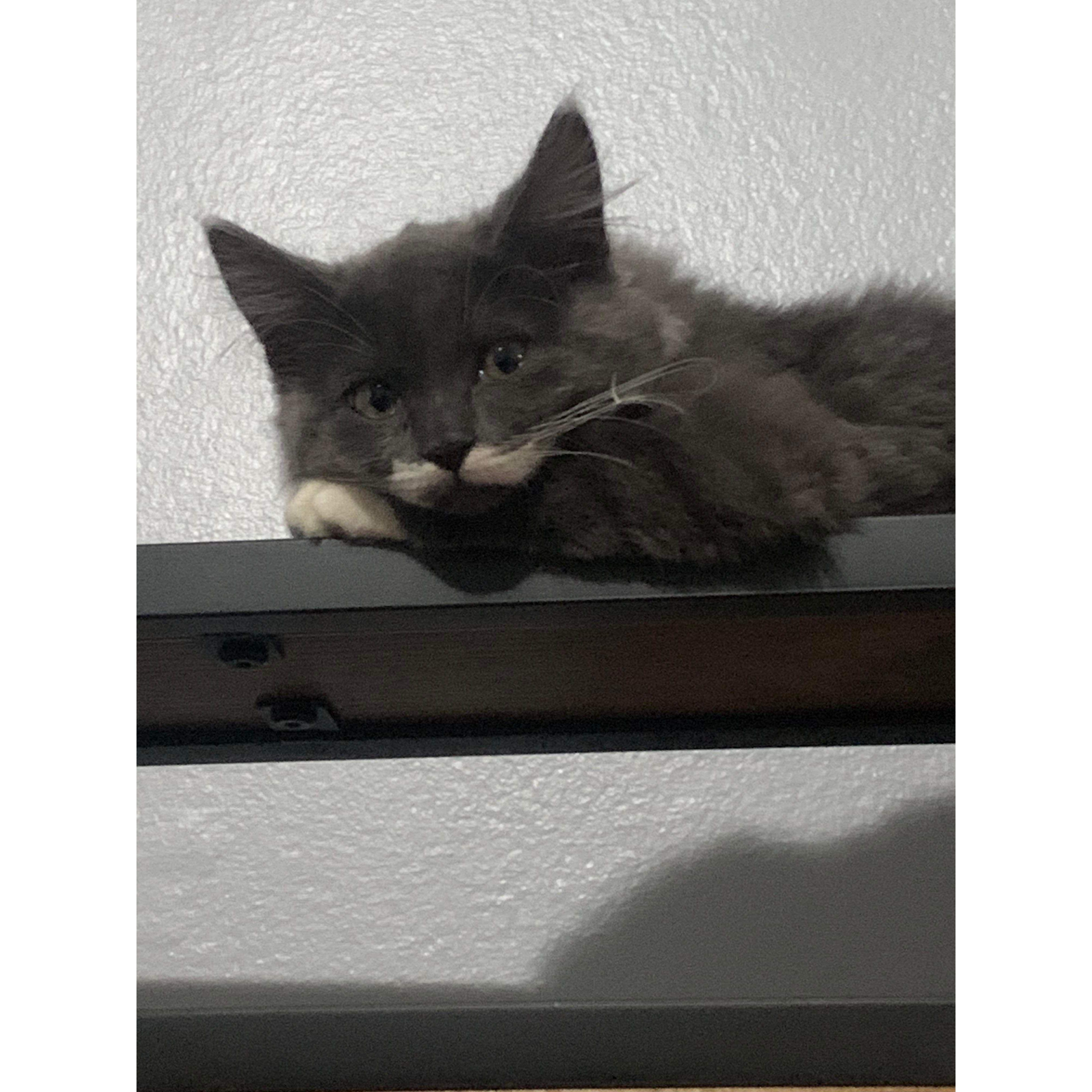 Our fur baby
