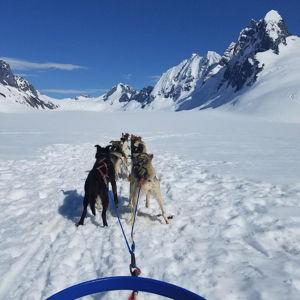 Juneau Dogsled & Glacier Helicopter Adventure